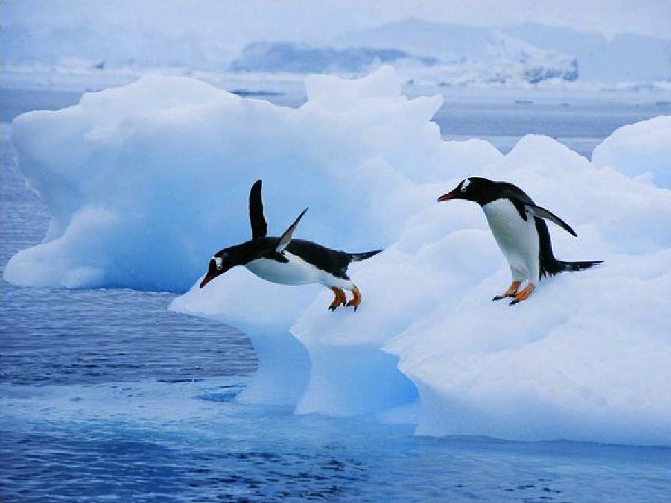 عکس پنگوئن‌ها